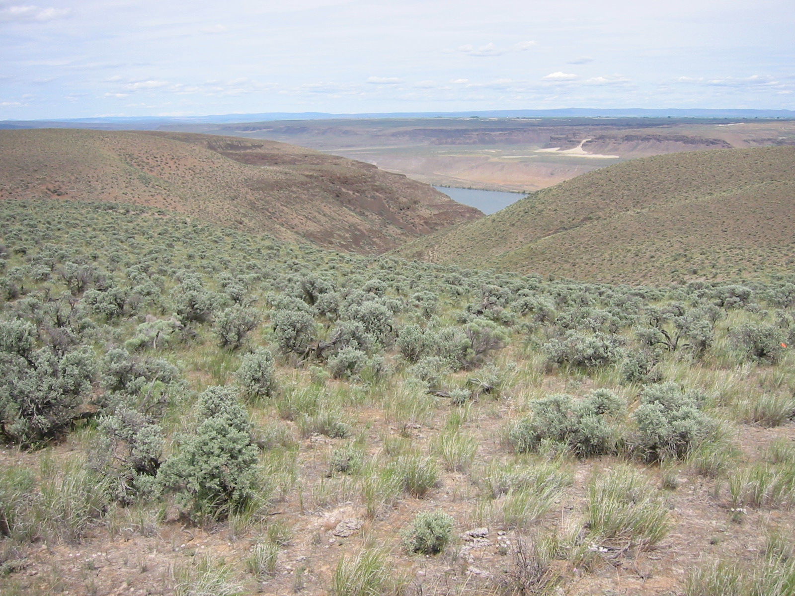 Sagebrush